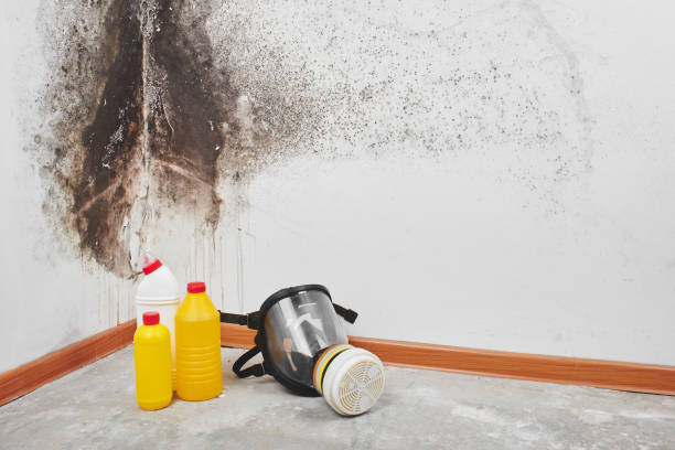 Trusted Hurst, TX Mold Removal Experts