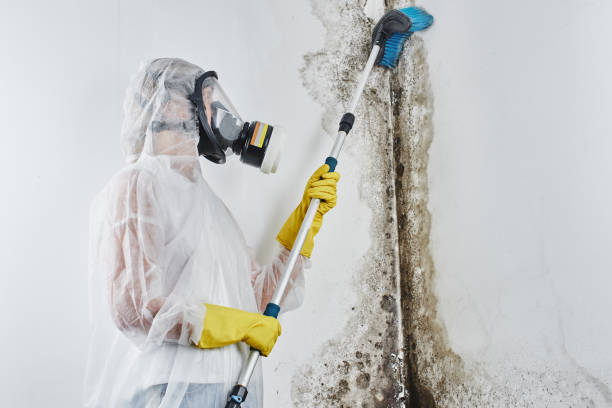 Best Mold Removal Company Near Me  in Hurst, TX