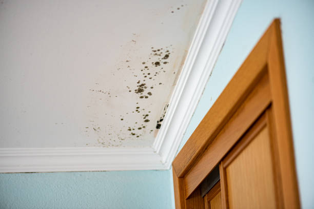 Best Local Mold Removal Service  in Hurst, TX