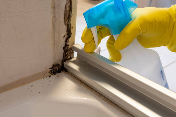 Best Toxic Mold Removal  in Hurst, TX