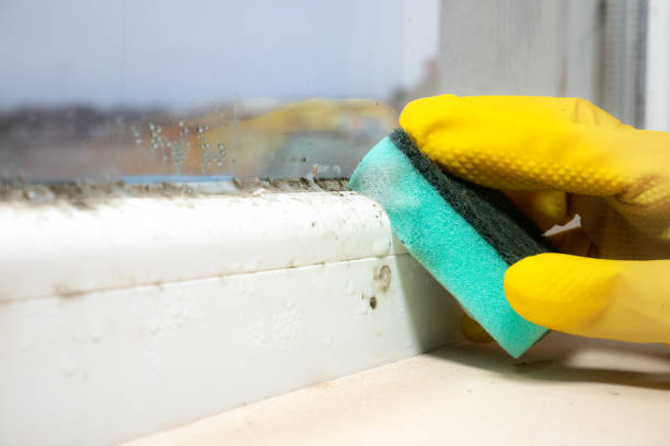 Best Professional Mold Removal  in Hurst, TX