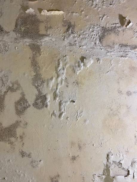 Best Toxic Mold Removal  in Hurst, TX